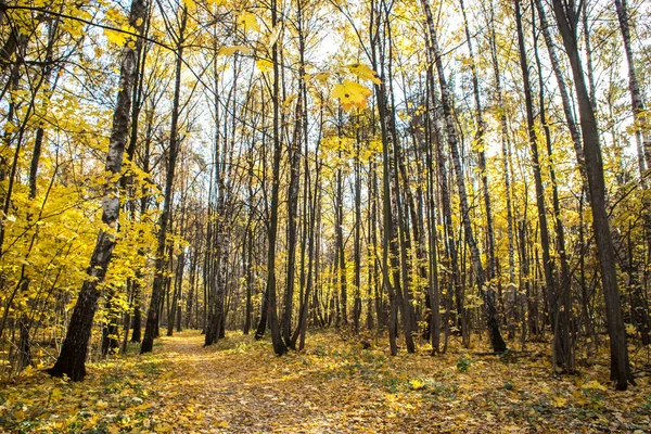 Herbstlandschaft Laubfall Park — Stockfoto