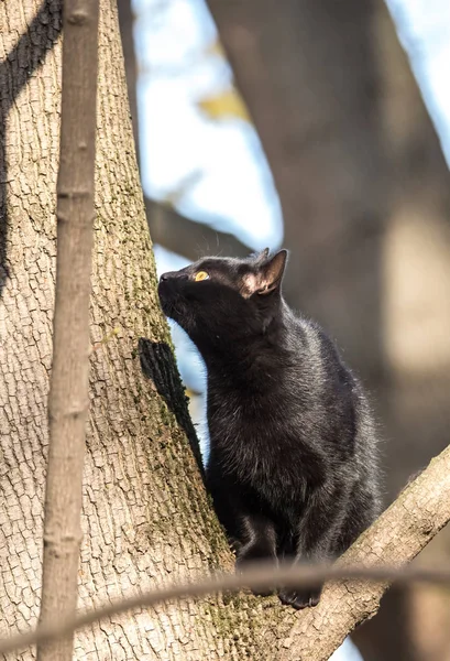 Svart Katt Ett Träd Ljus Höst Dag — Stockfoto