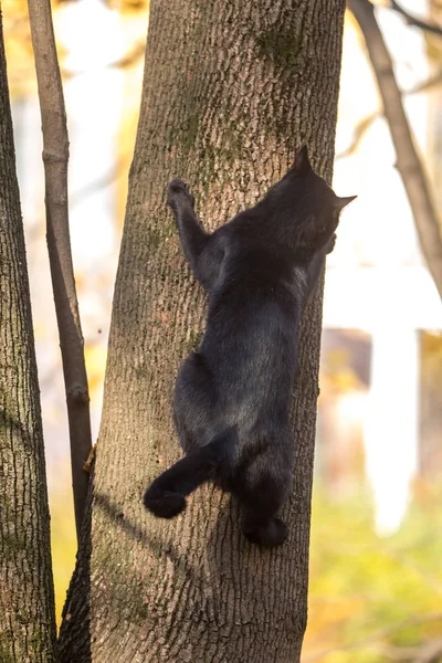 Parlak Bir Sonbahar Gününde Bir Ağaç Üzerinde Siyah Kedi — Stok fotoğraf