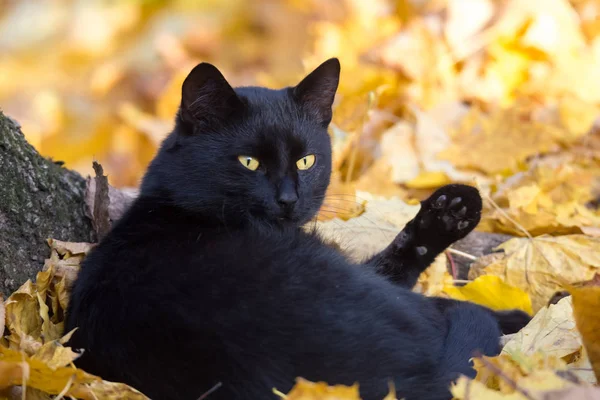 Gato Negro Follaje Oro Otoño —  Fotos de Stock