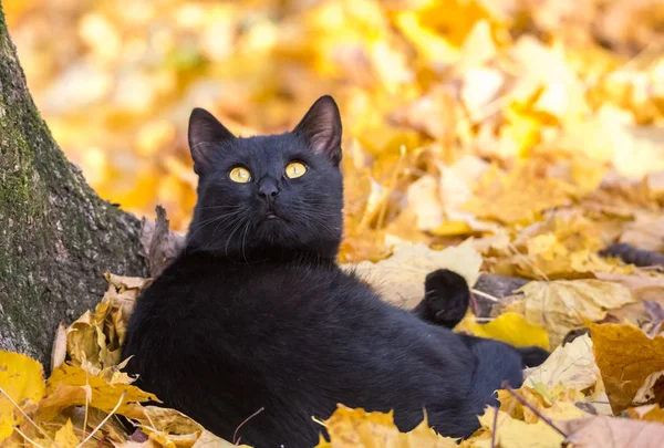 黑猫在秋天金子叶子 免版税图库图片