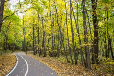 Sonbahar parlak manzara Izmailovsky Parkı Mosco'nda