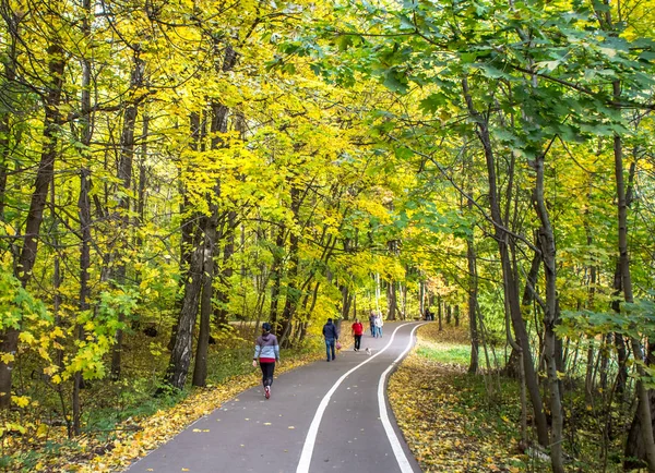 Herfst Wandelingen Het Bos Park Izmailovo Onder Golden Leaf Val — Stockfoto