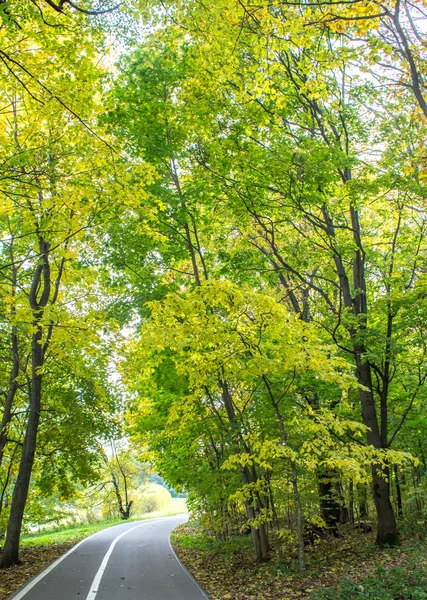 Herfst Wandelingen Het Bos Park Izmailovo Onder Golden Leaf Val — Stockfoto