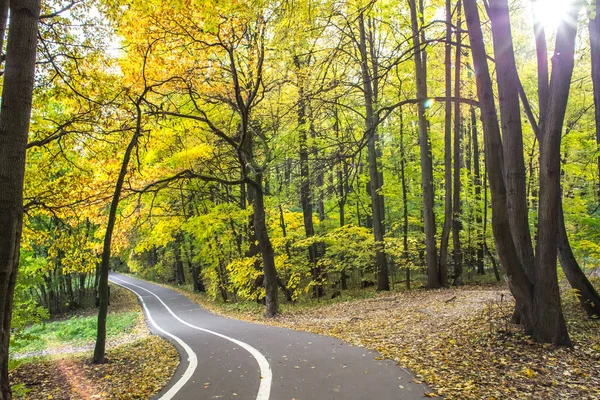 Осенние Прогулки Лесном Парке Измайлово Золотым Листом Осенью Теплого Октября — стоковое фото