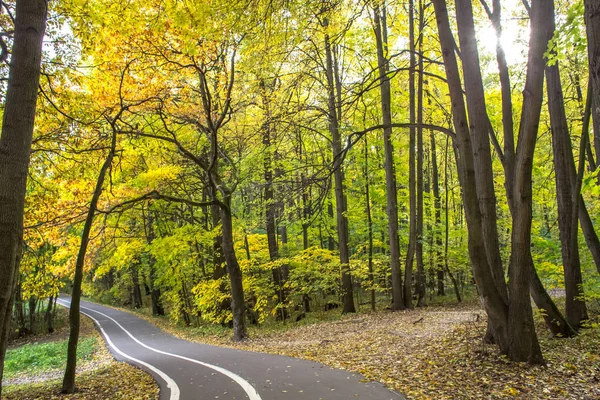 Jesień Idzie Las Park Izmailovo Pod Złoty Liść Jesieni Października — Zdjęcie stockowe