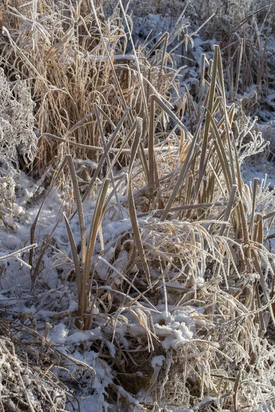 Plantes Congelées Sur Bord Rivière Dans Gel Sévère — Photo