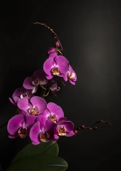 Bloeiende orchidee — Stockfoto