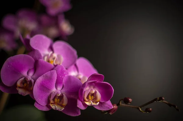 Orquídea floreciente —  Fotos de Stock