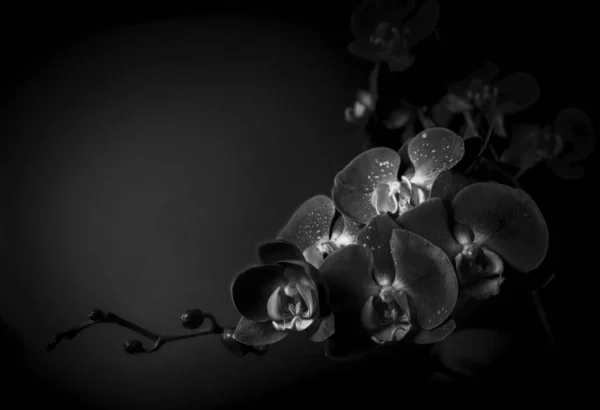 çiçek açan orkide 