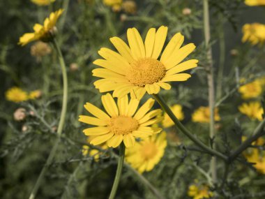 doğada sarı çiçek