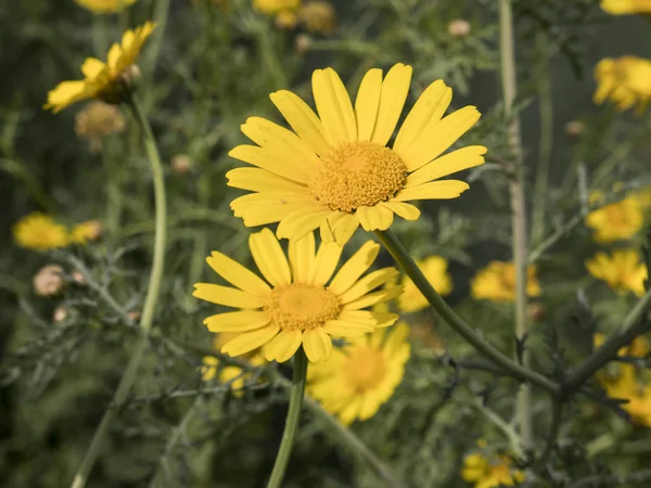 doğada sarı çiçek