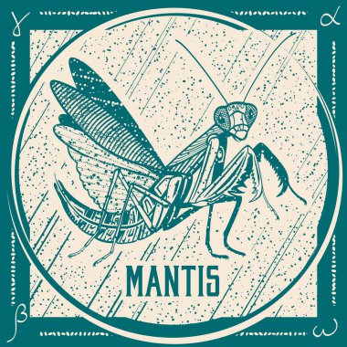 yeşil mantis hata, vektör, illüstrasyon kart