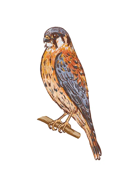 Cartão Com Pássaro Kestrel Isolado Fundo Branco Vetor Ilustração — Vetor de Stock