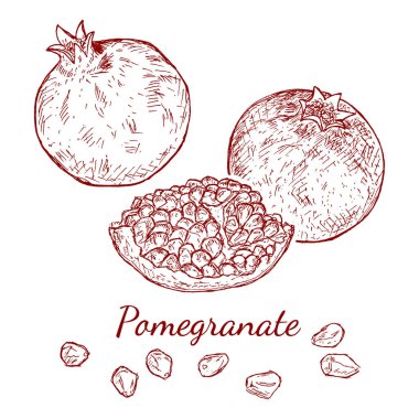 Beyaz arka plan üzerinde izole kırmızı Nar el çekilmiş