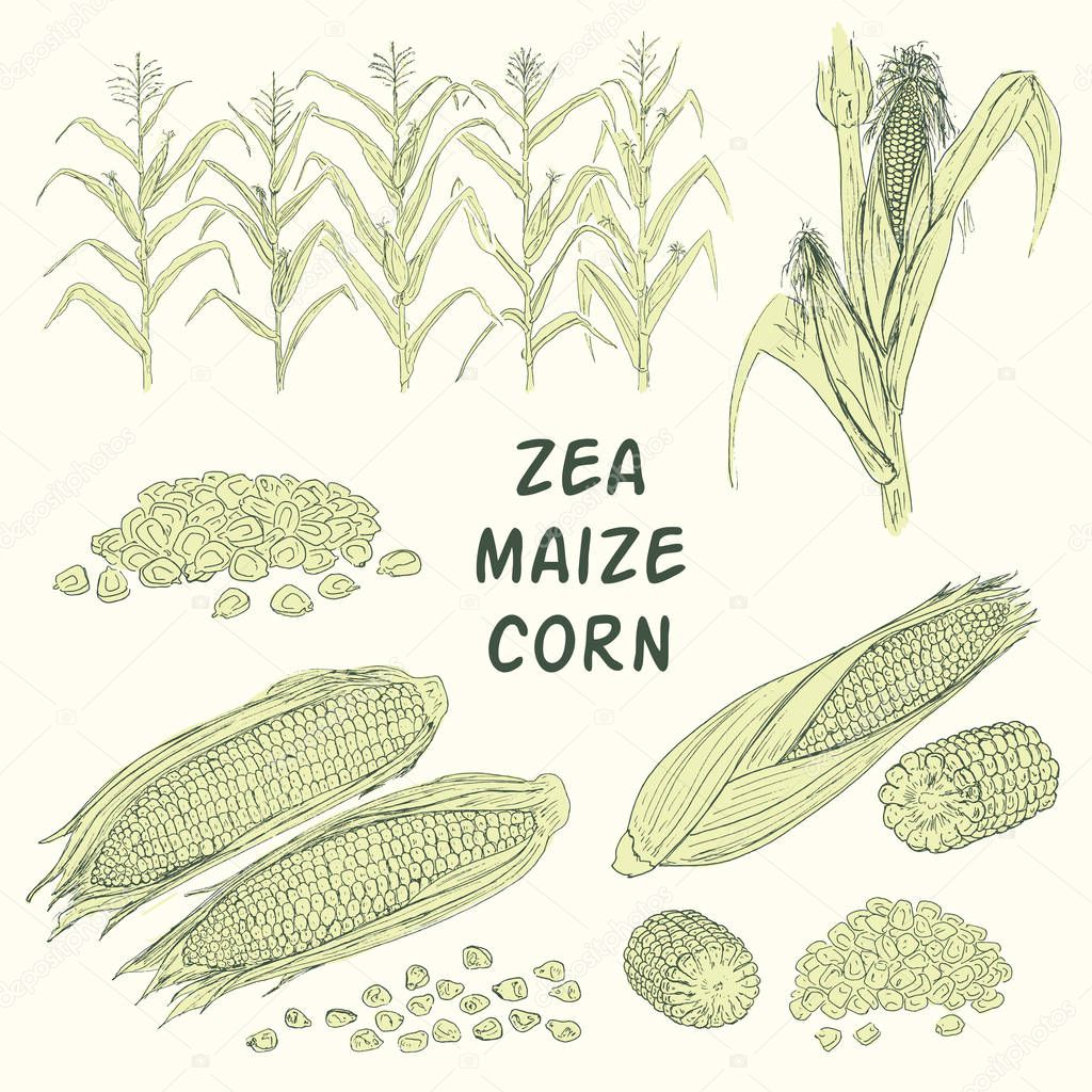 hand drawn of corn harvest, vector, illustration