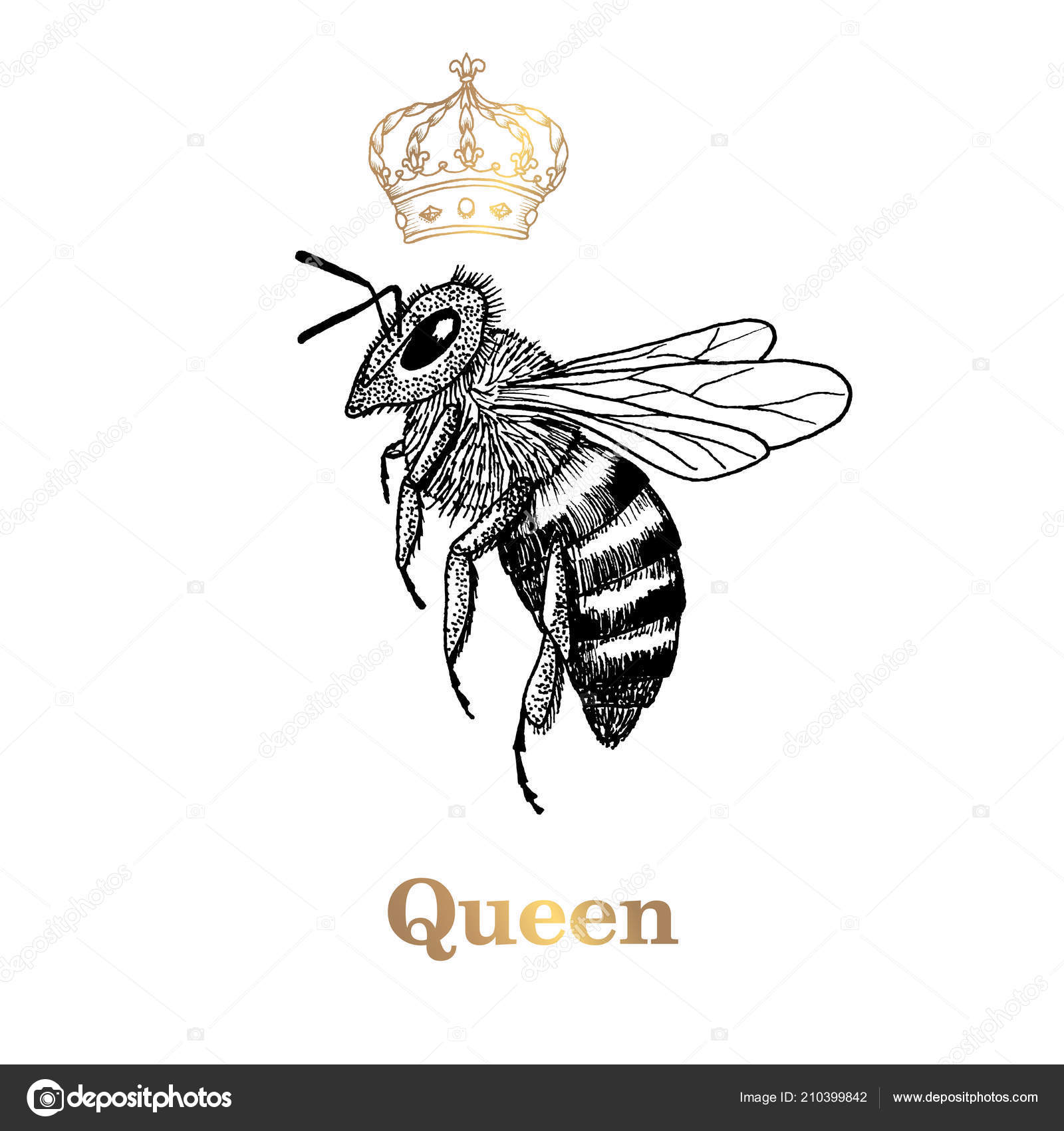 Mão Desenhada Abelha Rainha Isolado Fundo Branco Vetor de ©virivlev  210399842, image size:1600x1700