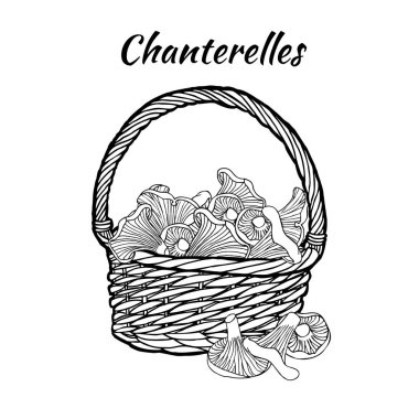 Beyaz arka plan üzerinde çizilmiş mantar chanterelles izole el