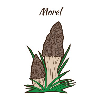 Beyaz arka plan üzerinde izole elle çizilmiş morel mantar
