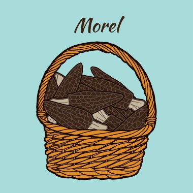 El morel mantar sepete mavi zemin üzerine çekilmiş