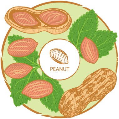 etiket fıstık fındık ve yaprakları, vektör, illüstrasyon