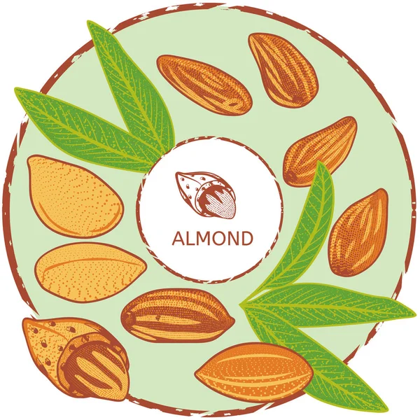 Etiqueta Con Nueces Almendras Hojas Vector Ilustración — Archivo Imágenes Vectoriales