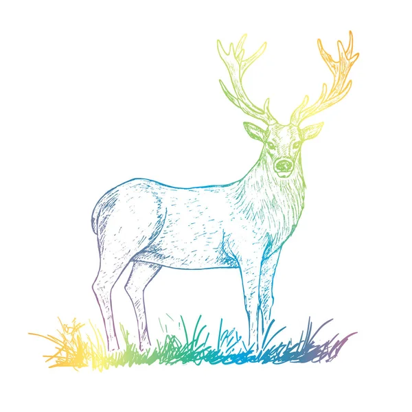 Cervos Desenhados Mão Grama Vetor Ilustração — Vetor de Stock