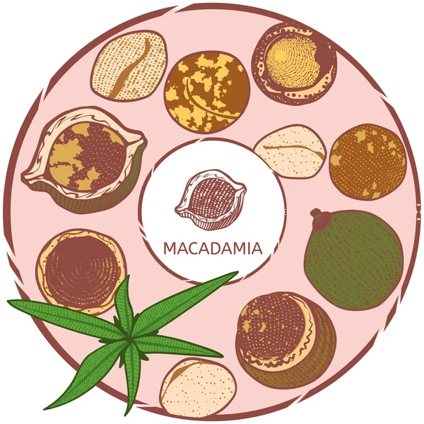 Etikett Mit Macadamia Nüssen Und Blättern Vektor Illustration — Stockvektor