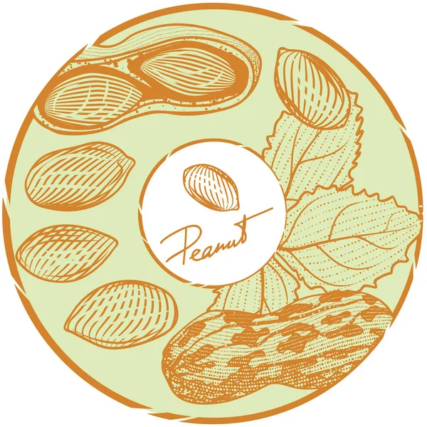 Etikett Mit Erdnüssen Und Blättern Vektor Illustration — Stockvektor