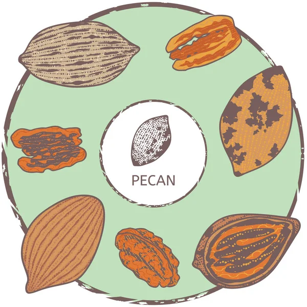 Etikett Mit Pekannüssen Und Blättern Vektor Illustration — Stockvektor