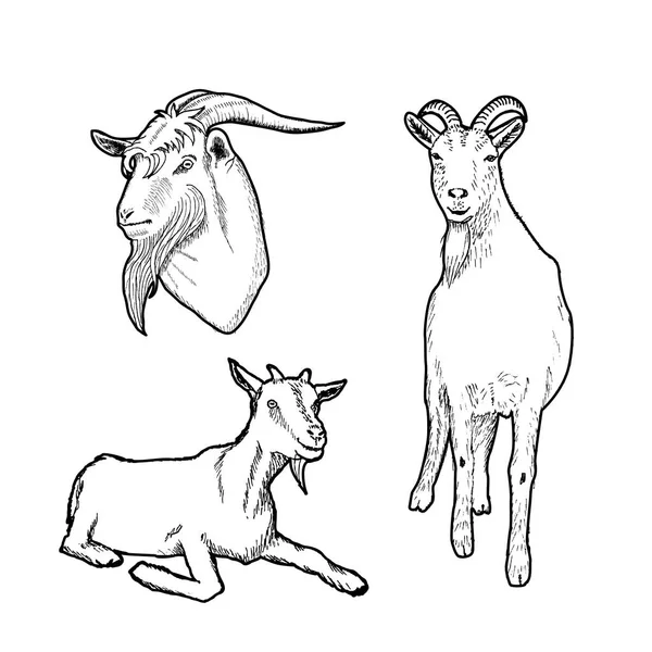 Set Hand Drawn Icons Billy Goats Vector Illustration — Stock Vector