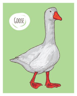 yeşil arka plan, vektör çizim üzerinde çizilmiş kaz el