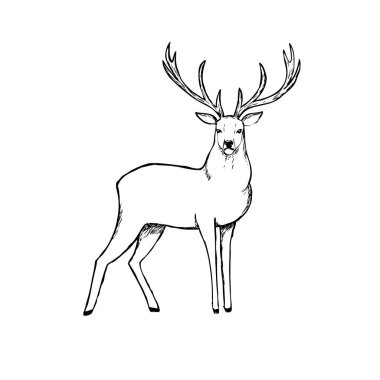 Güzel geyik. Anahat vektör çizim.