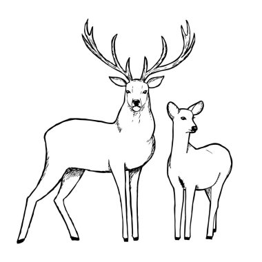 Geyik ve doe. Anahat vektör çizim.