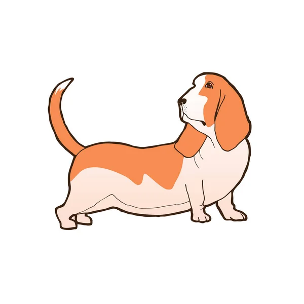 Basset Hound Dog Breed Outline Color Background Vector Illustration — Stock Vector