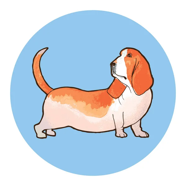バセットハウンド犬の品種 水彩画背景を概説します ベクトル図 — ストックベクタ