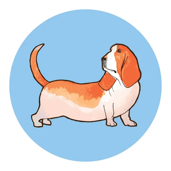 Basset Hound Hundras Skapa Disposition Med Akvarell Bakgrunden Vektorillustration — Stock vektor