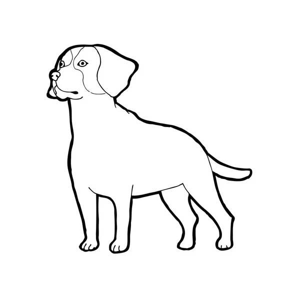 Beagle Dog Breed Outline Vector Illustration — Stock Vector