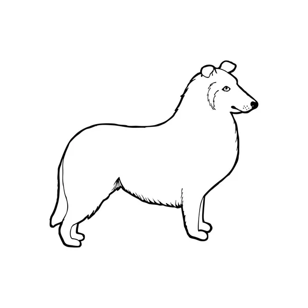 Cría Perros Collie Esquema Ilustración Vectorial — Archivo Imágenes Vectoriales