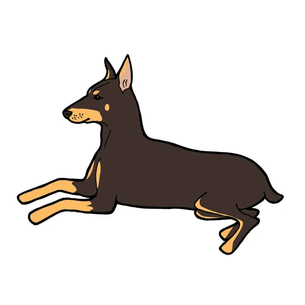 Dobermann Pinscher Hunderasse Skizzenvektorillustration — Stockvektor