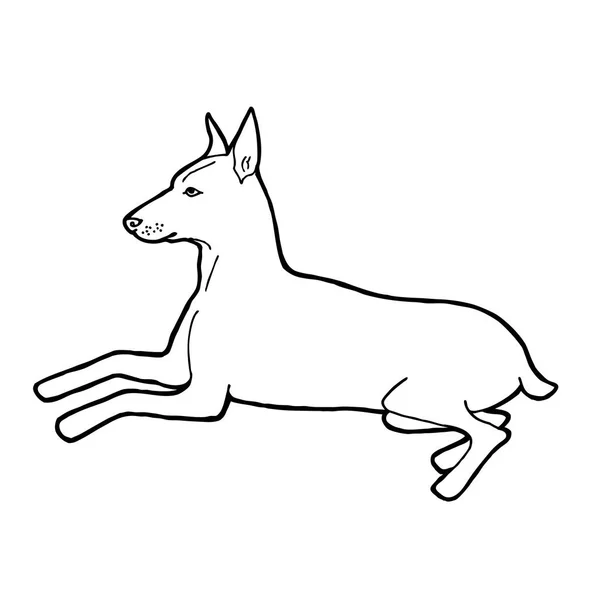 ドーベルマン犬の品種 アウトライン ベクトル図 — ストックベクタ