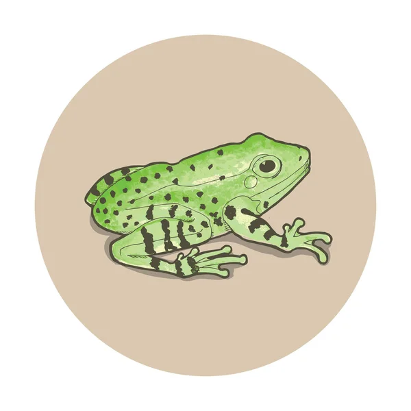 Grenouille Illustration Vectorielle Contour — Image vectorielle