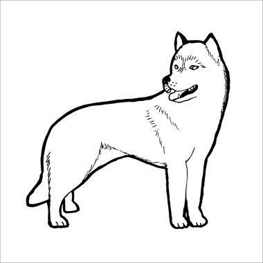 Husky köpek doğurmak. Anahat vektör çizim.