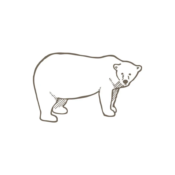 Urso Polar Desenho Ilustração Vetorial —  Vetores de Stock