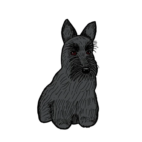 Scottish Terrier Pies Rasa Zarys Kolor Tła Ilustracja Wektorowa — Wektor stockowy