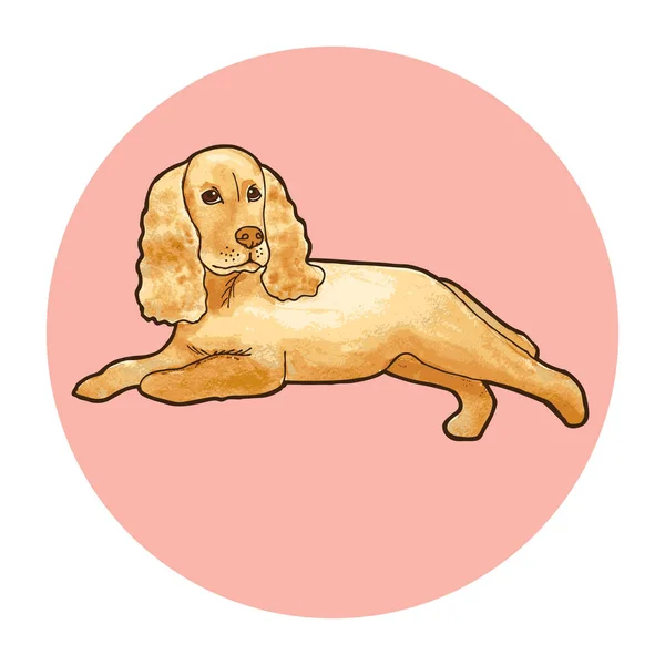 Cocker Spaniel Dog Breed Outline Color Background Vector Illustration — Stock Vector