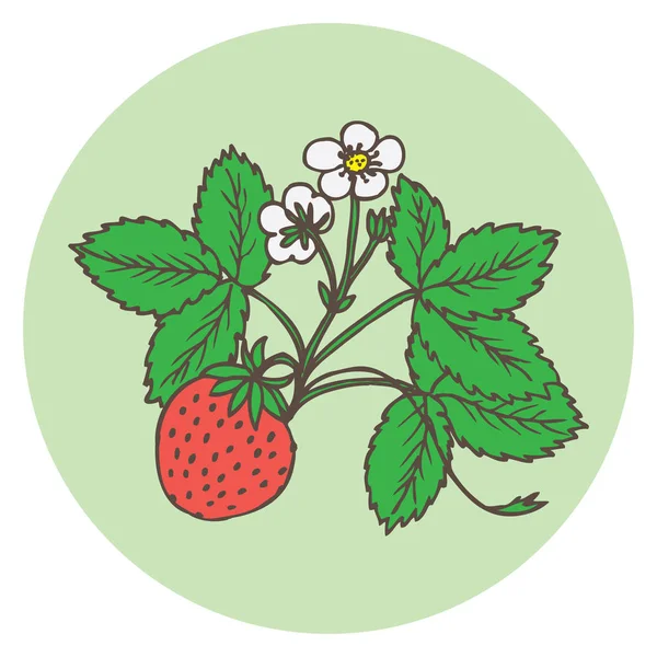 草莓枝与浆果和开花 手绘矢量图 — 图库矢量图片