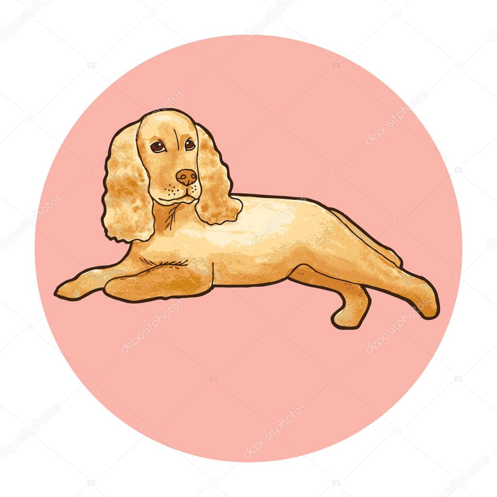 Cocker Spaniel dog breed. Outline with color background. Vector illustration.