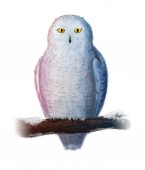 Картина, постер, плакат, фотообои "isolated snowy owl on branch on white background", артикул 218019066