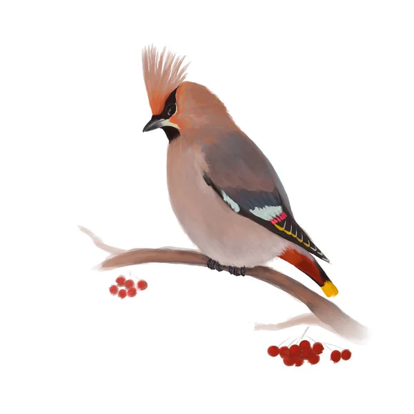 배경에 보헤미안 Waxwing — 스톡 사진